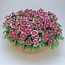 Гвоздика китайская х турецкая (Dianthus chinensis x barbatus)