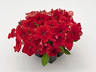 Петуния крупноцветковая (генетически компактная) (Success! HD F1)