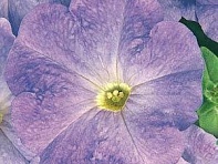 Петуния многоцветковая (Mirage F1)