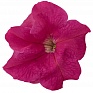 Петуния крупноцветковая (генетически компактная) (Petunia grandiflora)