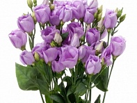 Лизиантус (Эустома) крупноцветковый (Carice F1)