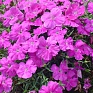Гвоздика китайская (Dianthus chinensis)