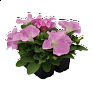 Петуния крупноцветковая (генетически компактная) (Petunia grandiflora)