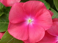 Катарантус розовый (Cobra F1)