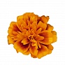 Бархатцы отклоненные (Tagetes patula)