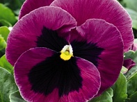 Виола виттрока