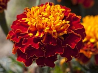 Бархатцы отклоненные (Cresta)