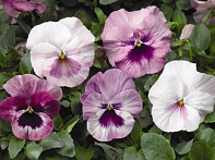 Виола Виттрока