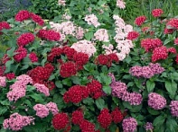 Пентас ланцетовидный