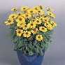 Рудбекия волосистая (Rudbeckia hirta)