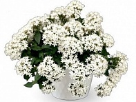 Пентас ланцетовидный (Beehive F1)