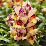 Львиный зев (Антирринум) большой (Antirrhinum majus)