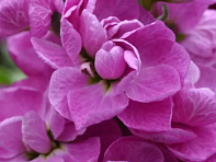 Левкой седой (Centum)