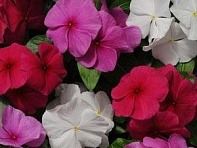 Катарантус розовый (Pacifica XP)