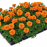 Бархатцы отклоненные (Tagetes patula) Бархатцы отклоненные (Tagetes patula)