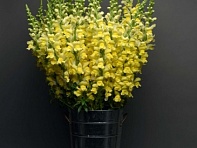 Львиный зев (Антирринум) большой (Maryland F1)