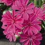 Левизия (Lewisia cotyledon)