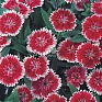 Гвоздика китайская х турецкая (Dianthus chinensis x barbatus)