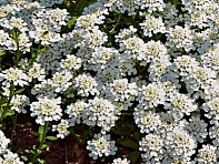 Иберис вечнозеленый (Tahoe)