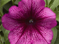 Петуния многоцветковая (Hurrah F1)