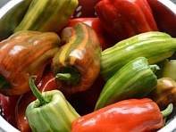 Перец летний (Candy Cane)