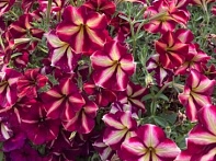 Петуния ампельная гибридная