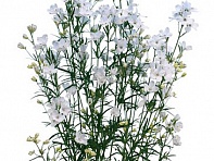 Дельфиниум китайский (Totty Tall F1)