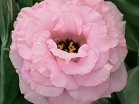 Лизиантус (Эустома) крупноцветковый (Arena F1)