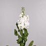 Левкой седой (Matthiola incana)