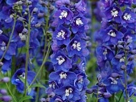 Дельфиниум высокий (Dasante F1)