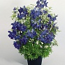 Дельфиниум крупноцветковый (Delphinium grandiflorum)
