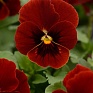 Виола рогатая (Viola cornuta)