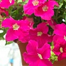 Петуния ампельная гибридная (Petunia х hybrida)