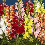 Львиный зев (Антирринум) большой (Antirrhinum majus)