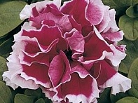 Петуния крупноцветковая махровая