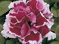 Петуния крупноцветковая махровая (Pirouette F1)