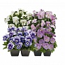 Виола рогатая (Viola cornuta)