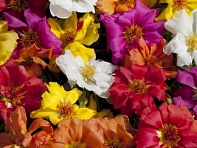 Портулак крупноцветковый (Sun Daze F1)