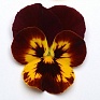 Виола виттрока ампельная (Viola wittrockiana)