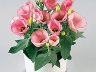 Лизиантус (Эустома) крупноцветковый (Carmen F1)