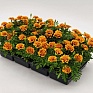 Бархатцы отклоненные (Tagetes patula)