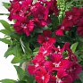 Гвоздика гибридная (Dianthus interspecific)