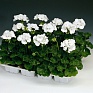 Герань (пеларгония садовая) (Pelargonium x hortorum)