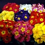Примула бесстебельная (Primula acaulis)