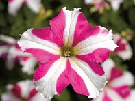 Петуния крупноцветковая (Tritunia F1)