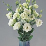 Лизиантус (Эустома) крупноцветковый (Lisianthus grandiflorum)