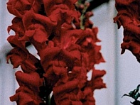 Львиный зев (Антирринум) большой (Monaco F1)