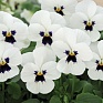 Виола рогатая (Viola cornuta)