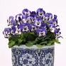 Виола рогатая (Viola cornuta)
