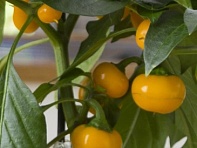 Перец летний (Tomato)